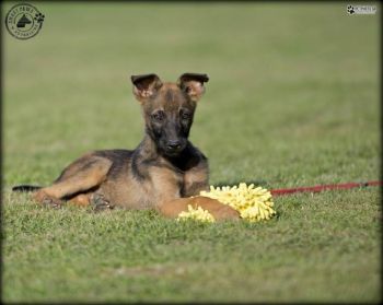 Προεκπαίδευση κουταβιού / Puppy training